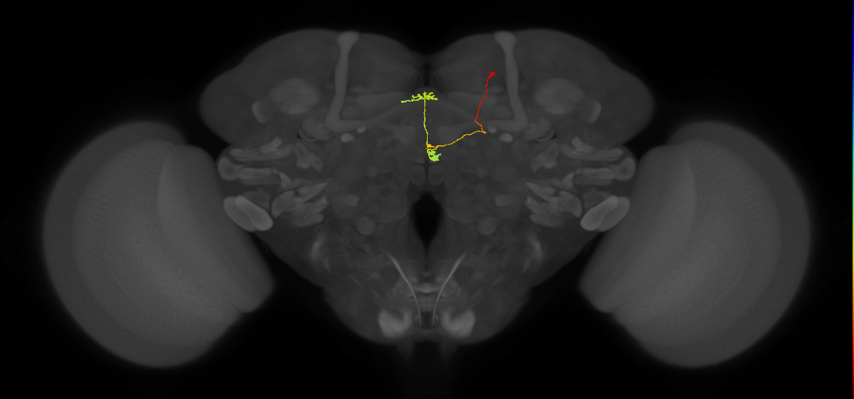 vDeltaA_a(AB)_C5 (MaleCNS:180542)