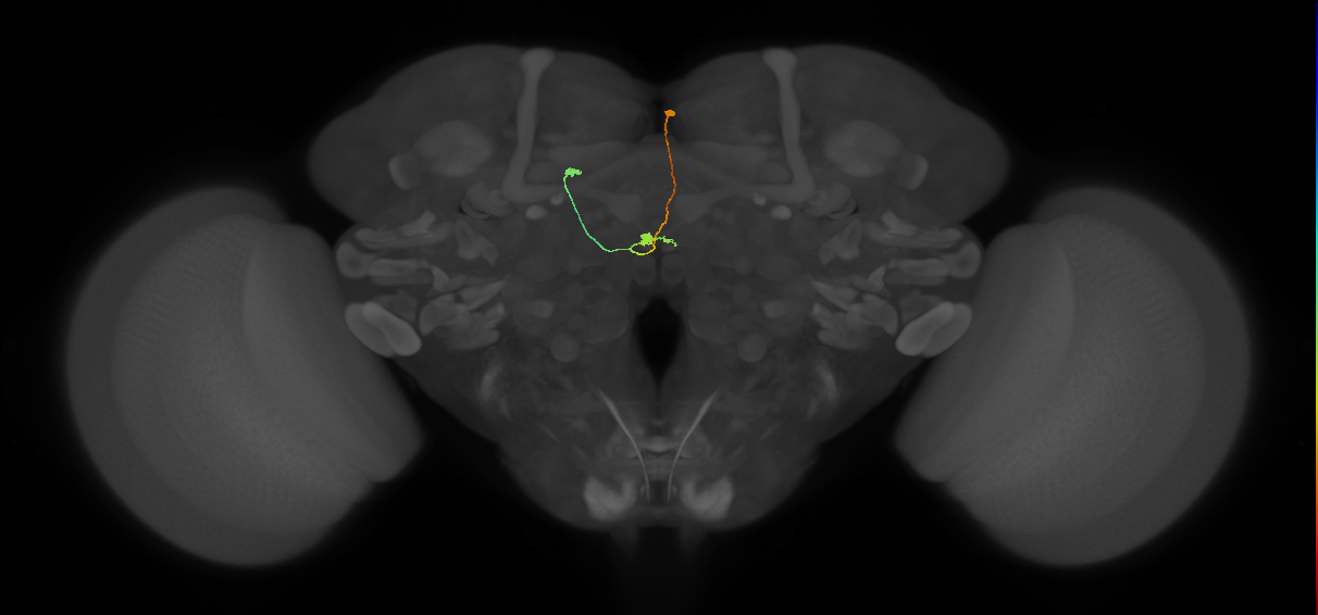 vDeltaA_a(AB)_C9 (MaleCNS:190295)