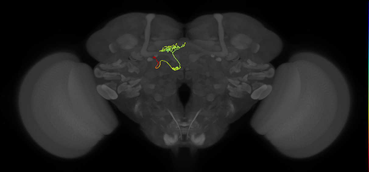 adult DM4 lineage neuron