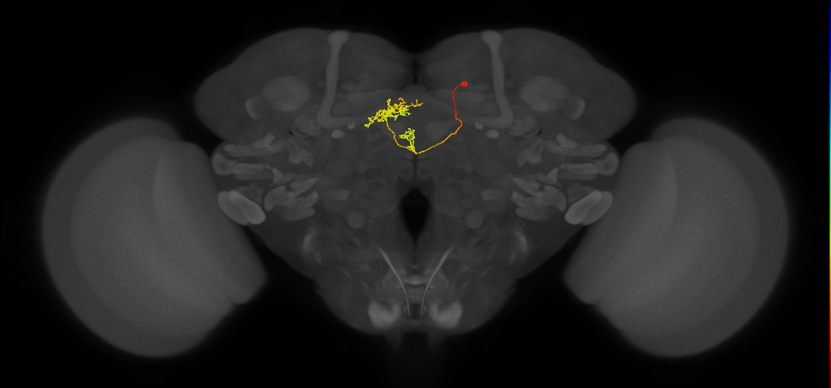 vDeltaF_C6 (MaleCNS:54642)