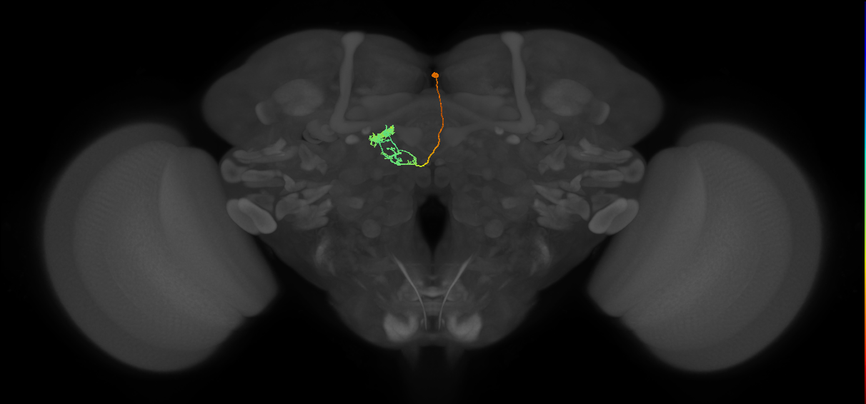vDeltaF_C9 (MaleCNS:57934)