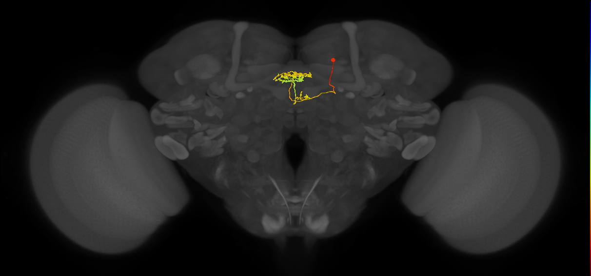 vDeltaF_C5 (MaleCNS:127422)