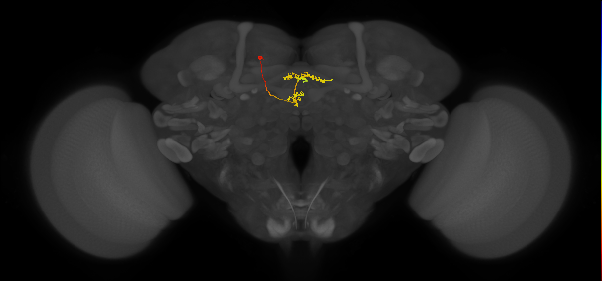vDeltaF_C5 (MaleCNS:147957)