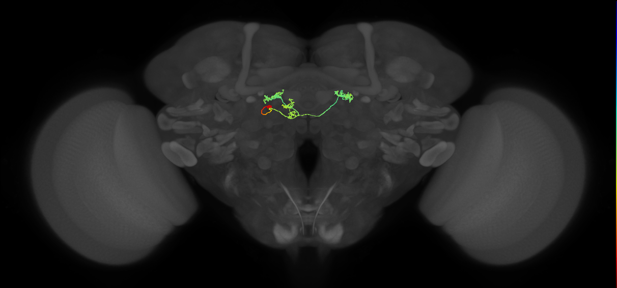 vDeltaF_C0 (MaleCNS:163351)