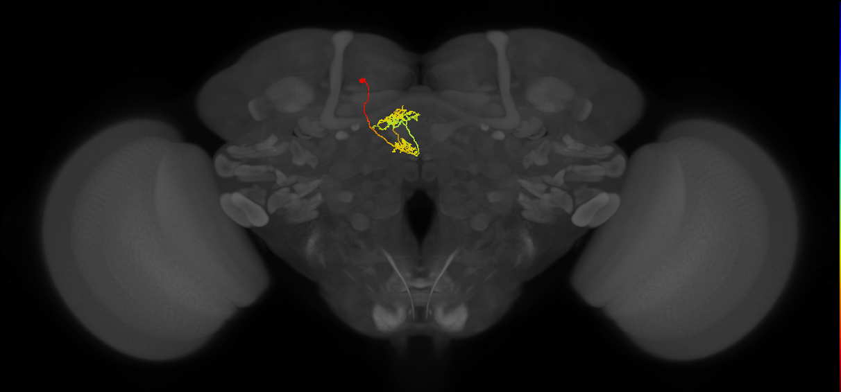 vDeltaG_C6 (MaleCNS:63261)