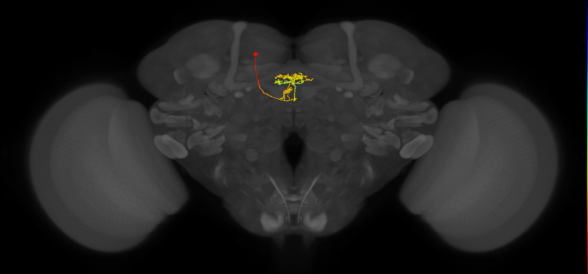 vDeltaG_C5 (MaleCNS:137084)
