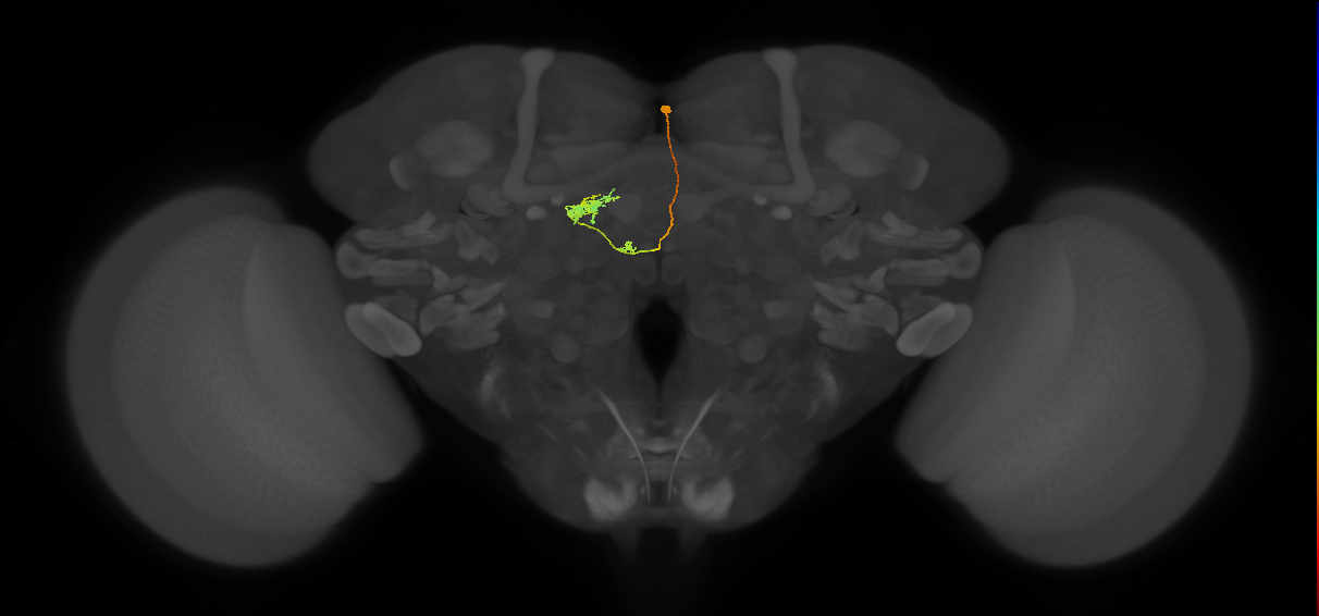 adult DM1 lineage neuron