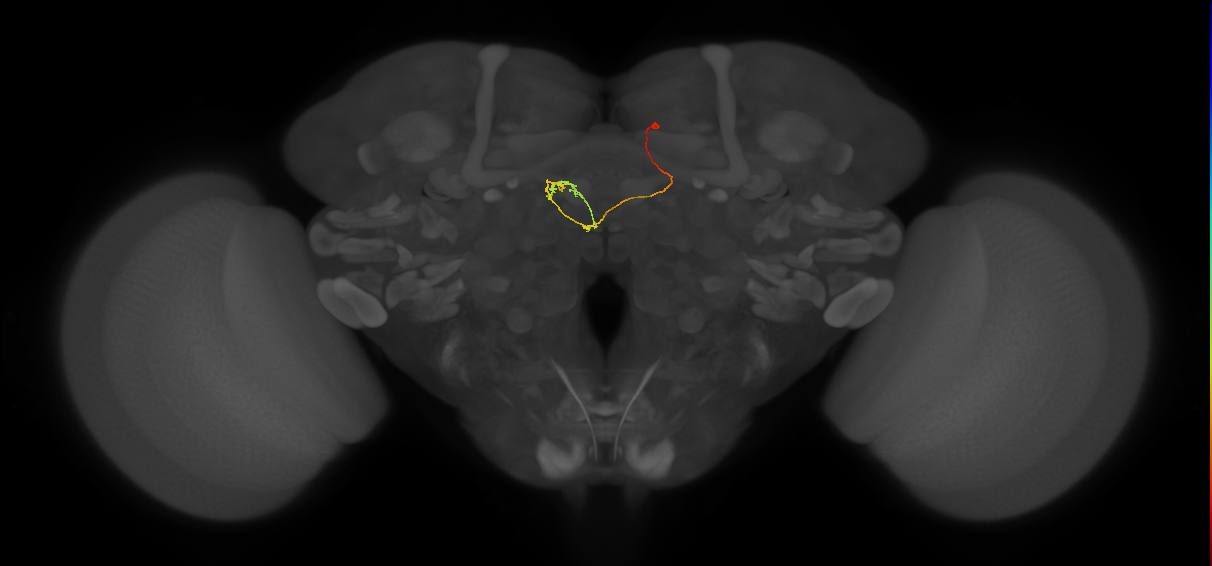 DPMpm1 lineage neuron