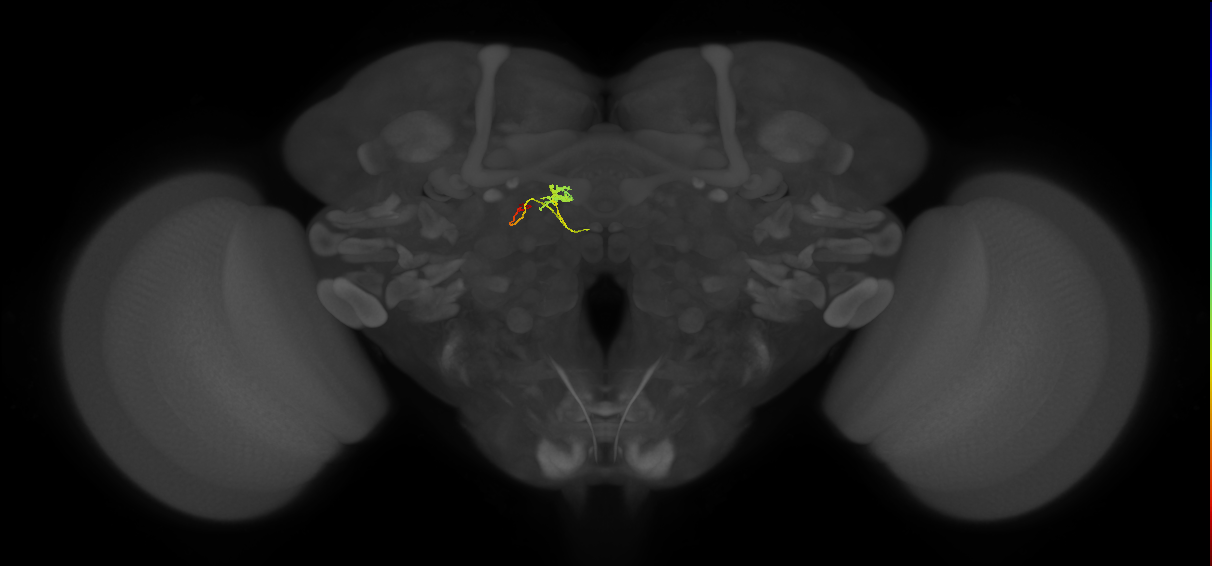adult DM4 lineage neuron