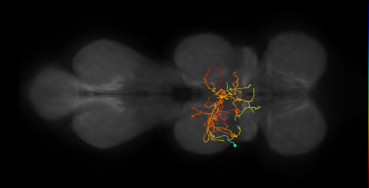 vMS11_L (MaleCNS:905153)