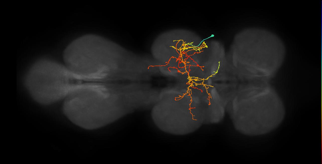 vMS11_R (MaleCNS:805977)