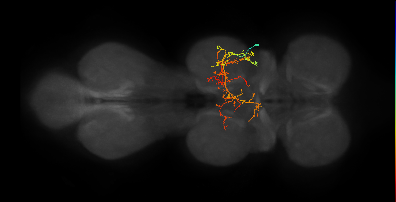 vMS11_R (MaleCNS:810510)