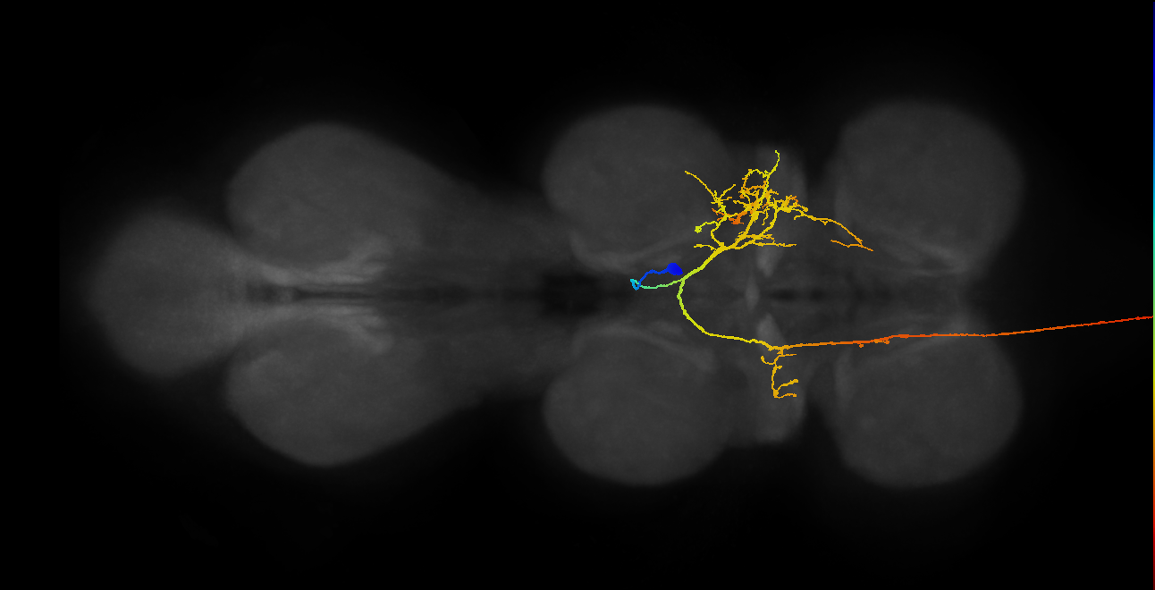 vMS13_R (MaleCNS:524898)