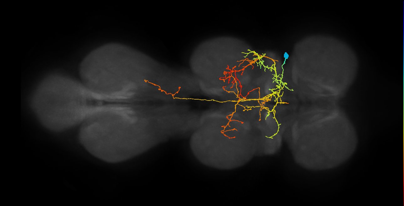 adult fruitless vPR6 (male) neuron