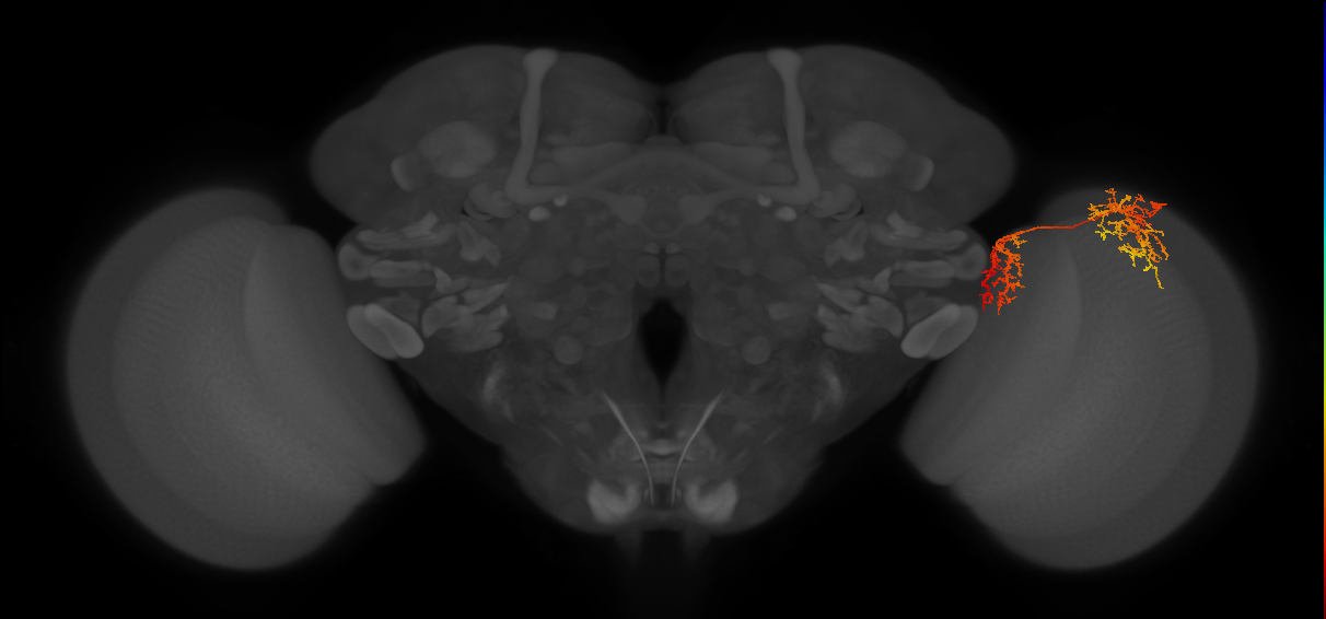 Tm_unclear_R (MaleCNS:594332)