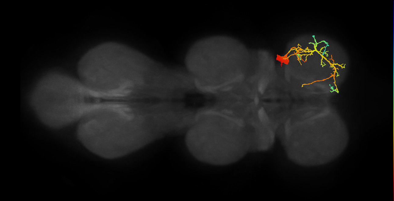Tr extensor MN_R (MaleCNS:818842)