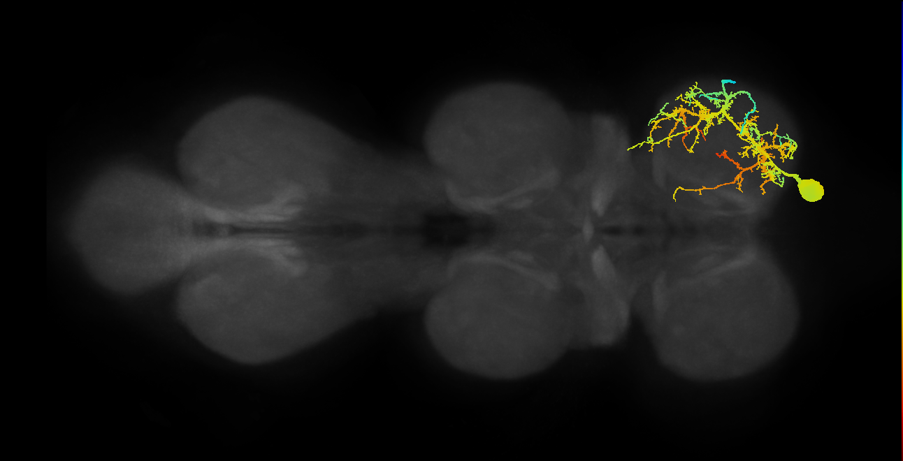 prothoracic intracoxal trochanter depressor muscle motor neuron