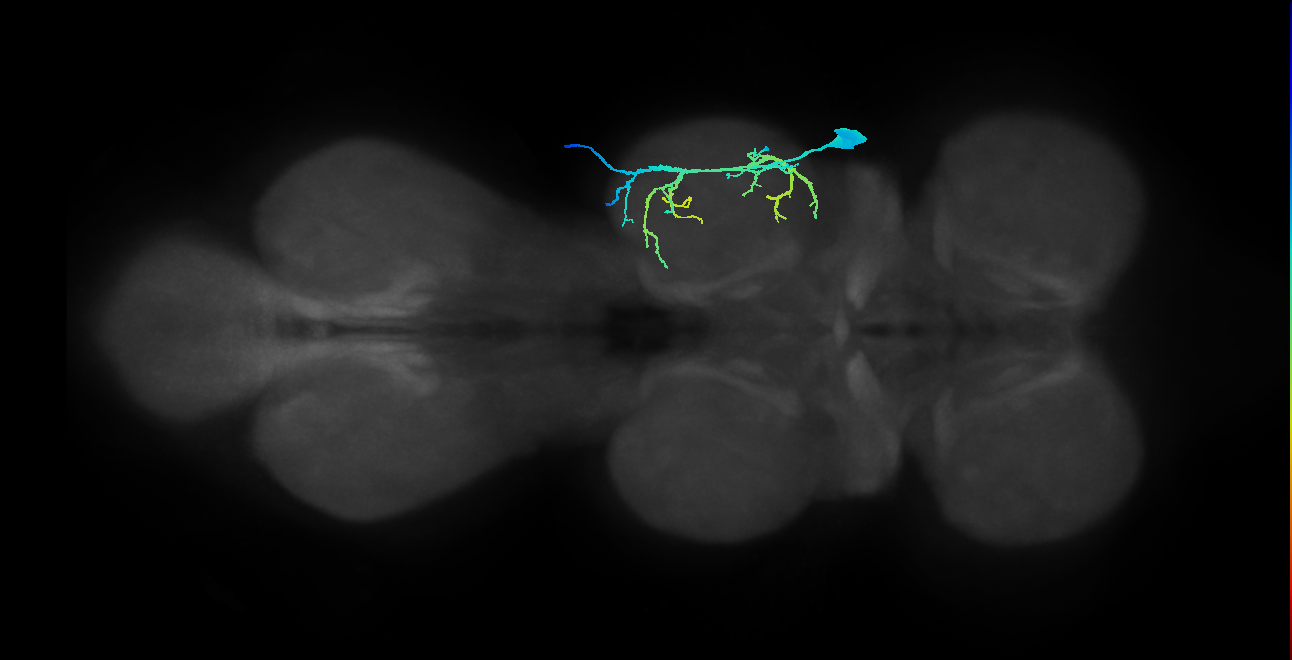 mesothoracic intracoxal trochanter depressor muscle motor neuron