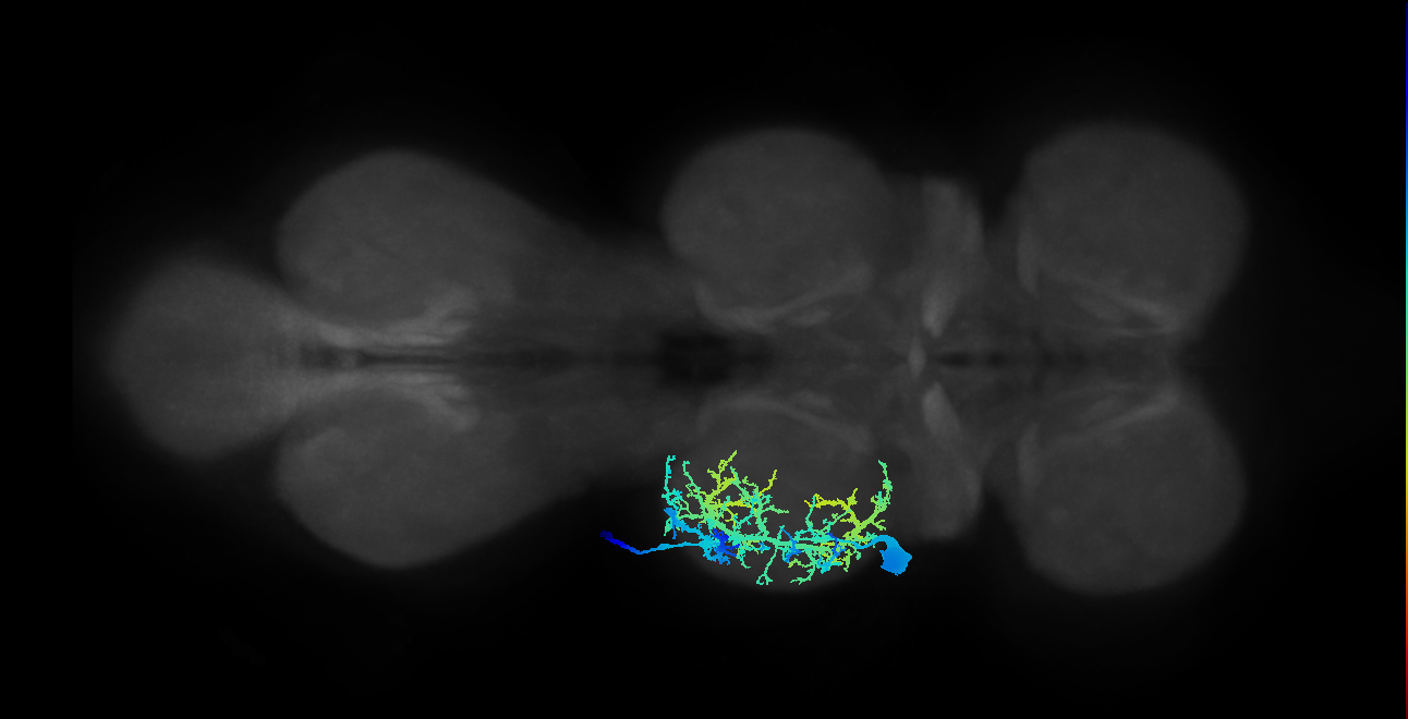 prothoracic intracoxal trochanter depressor muscle motor neuron