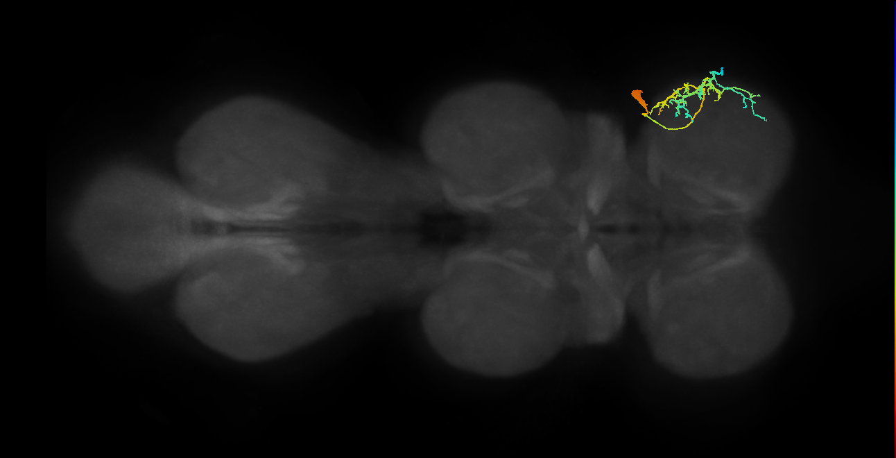 Tr flexor MN_R (MaleCNS:816648)