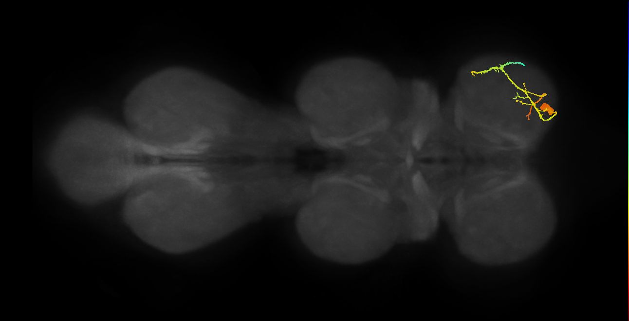 Tr flexor MN_R (MaleCNS:903010)
