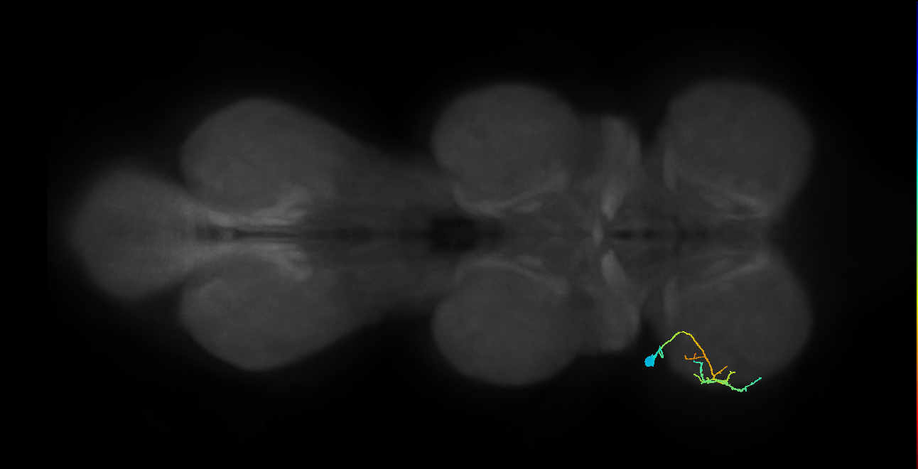 Tr flexor MN_L (MaleCNS:1051367796)