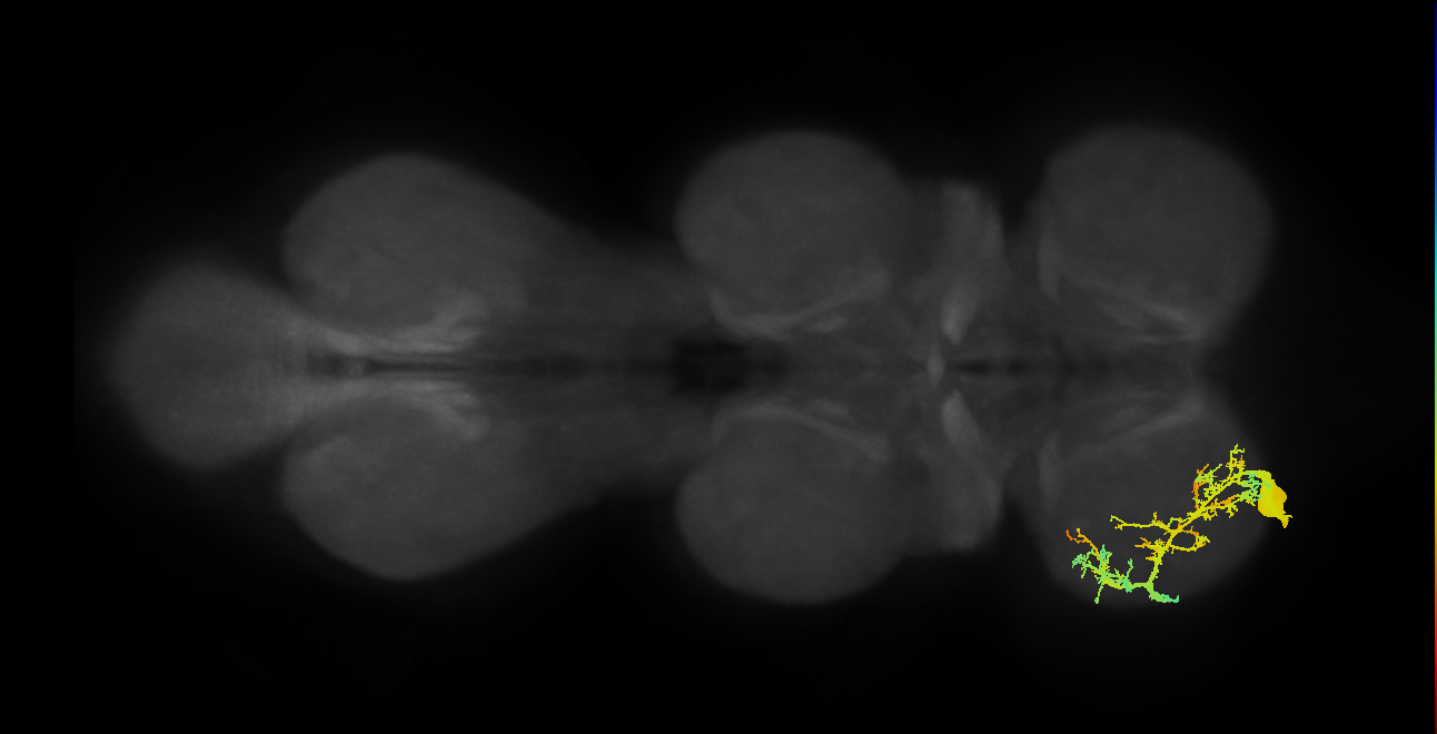 prothoracic accessory nerve intracoxal trochanter levator muscle motor neuron