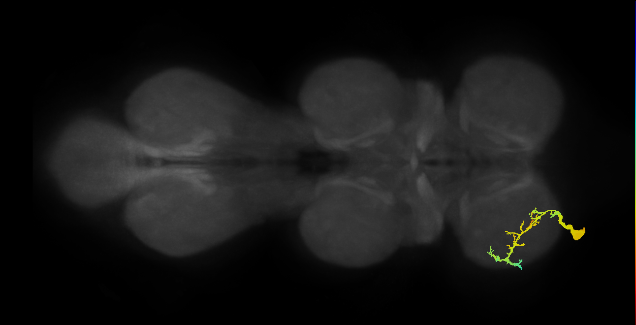 prothoracic accessory nerve intracoxal trochanter levator muscle motor neuron
