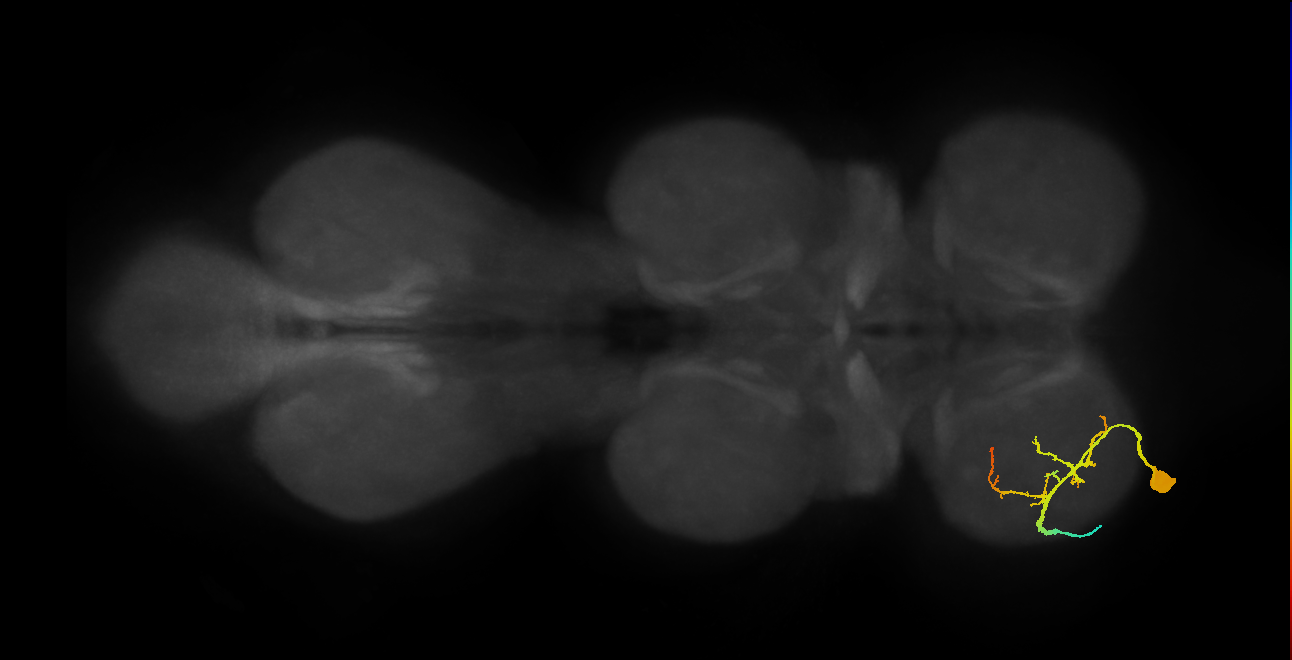 Tr flexor MN_L (MaleCNS:823281)