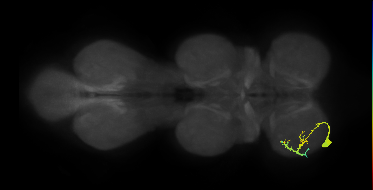 Tr flexor MN_L (MaleCNS:828939)