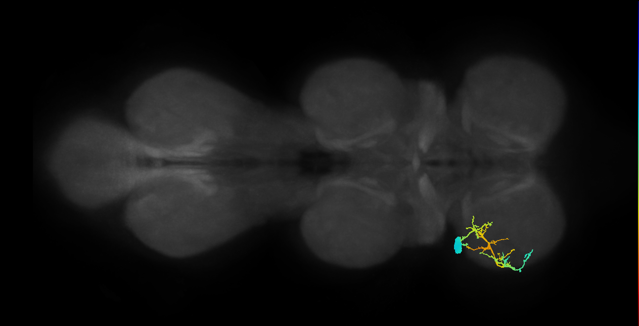 metathoracic intracoxal trochanter levator muscle motor neuron