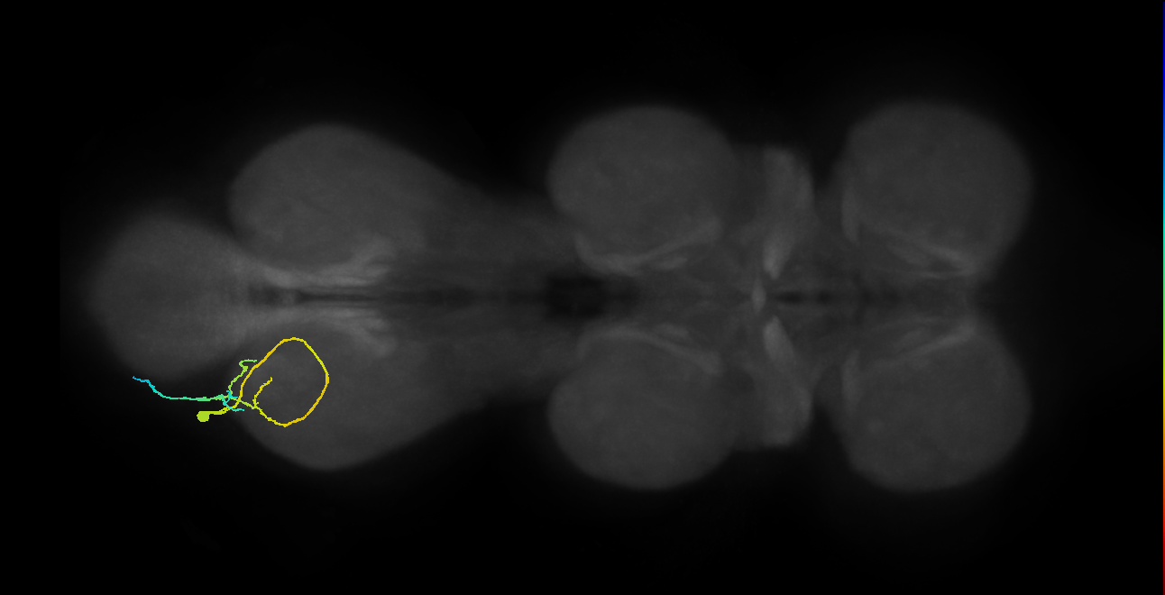 Tr flexor MN_L (MaleCNS:1050194310)