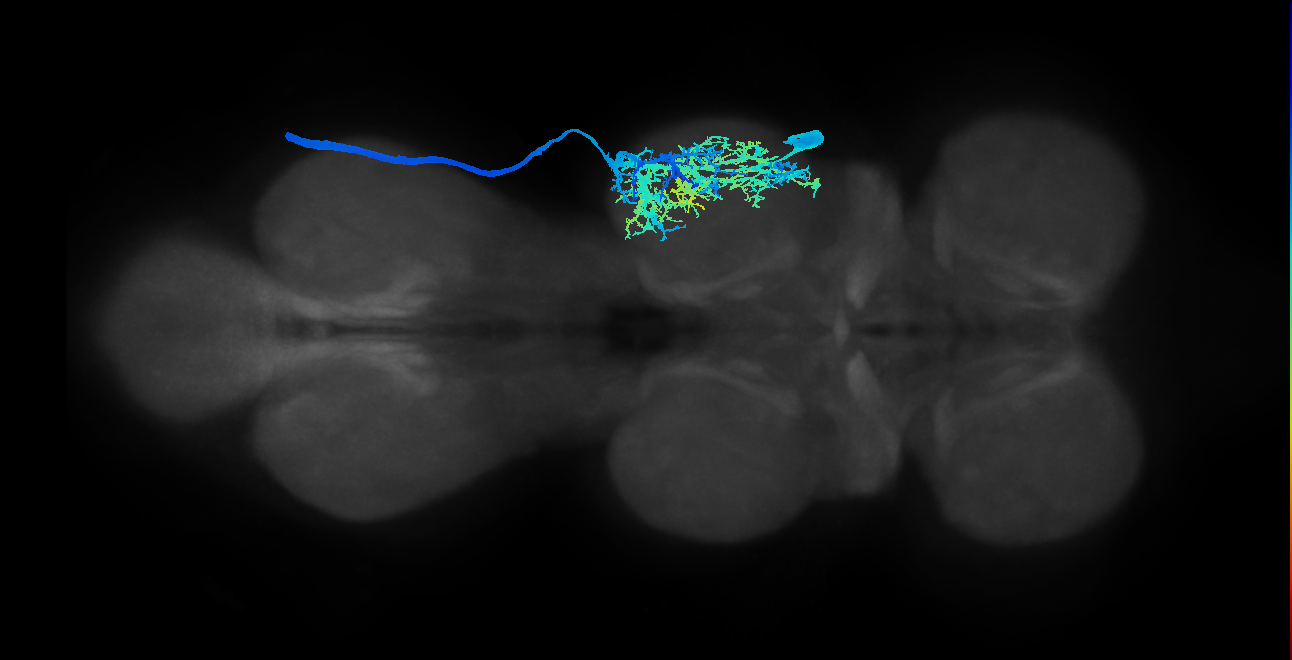 Tr flexor MN_R (MaleCNS:824315)