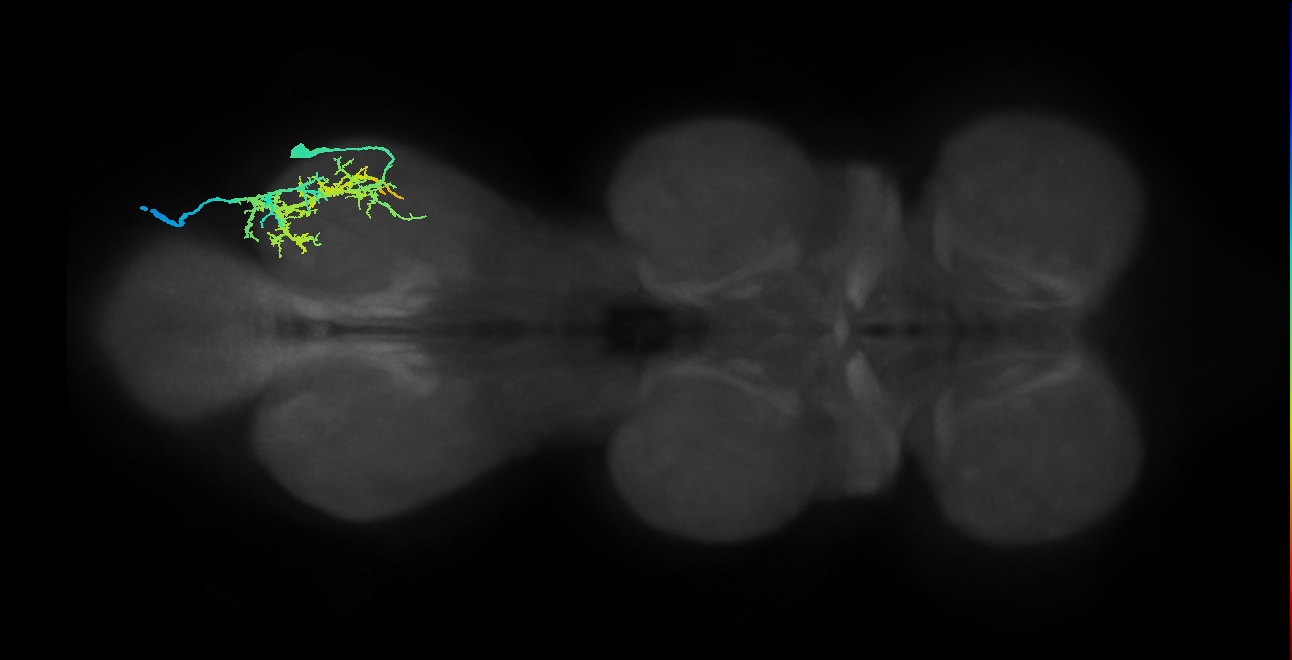 Tr flexor MN_R (MaleCNS:801721)