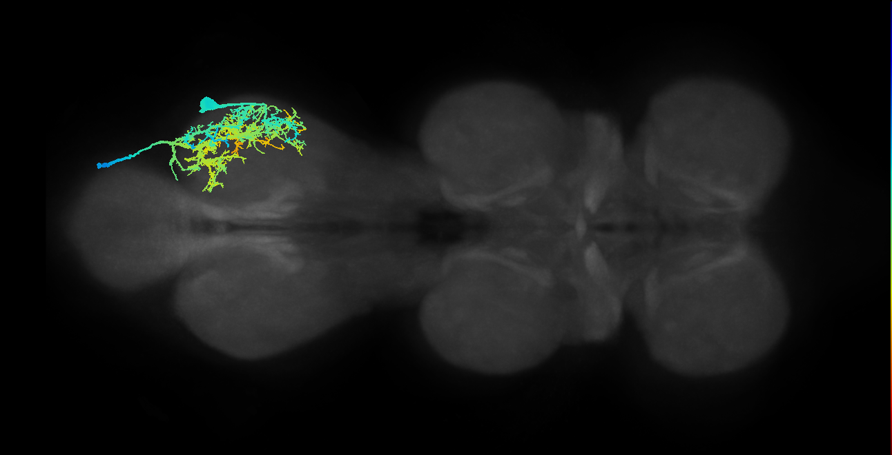 Tr flexor MN_R (MaleCNS:905928)
