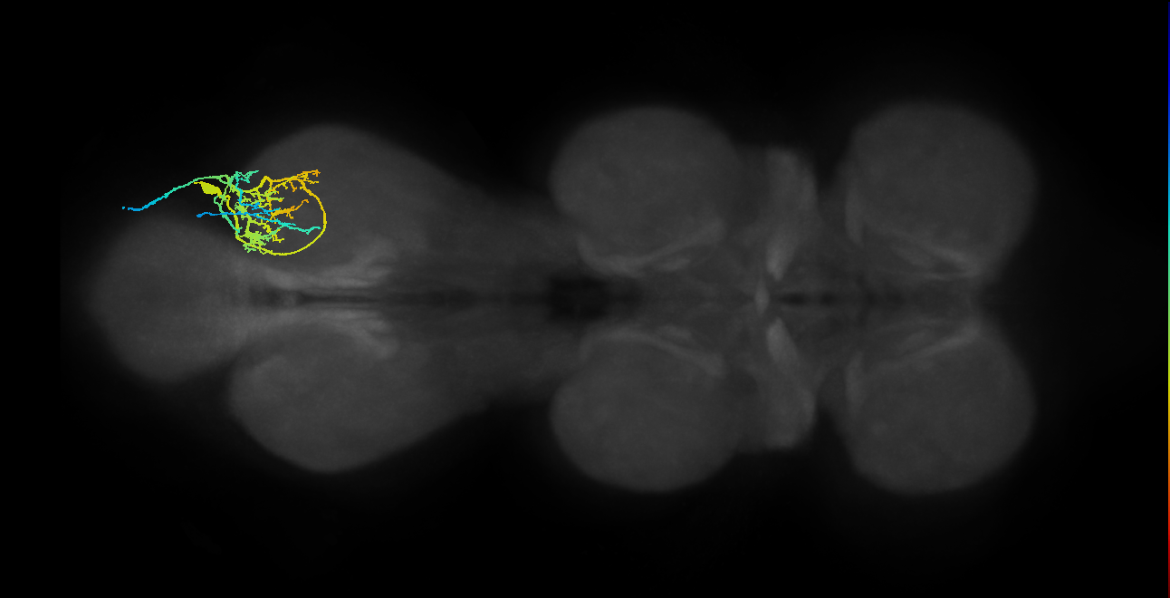 Tr flexor MN_R (MaleCNS:1050938258)