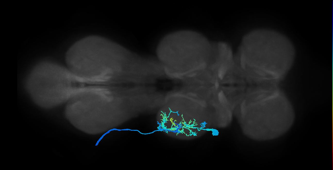 intracoxal trochanter levator muscle motor neuron