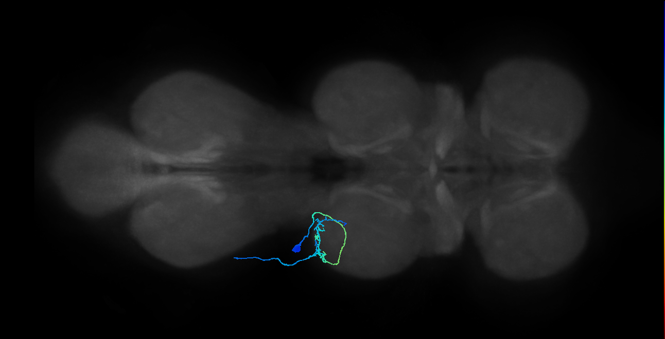 Tr flexor MN_L (MaleCNS:903579)