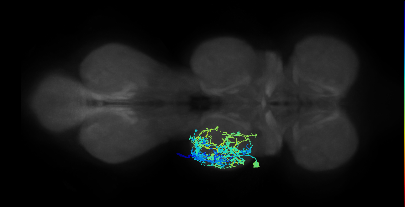intracoxal trochanter levator muscle motor neuron