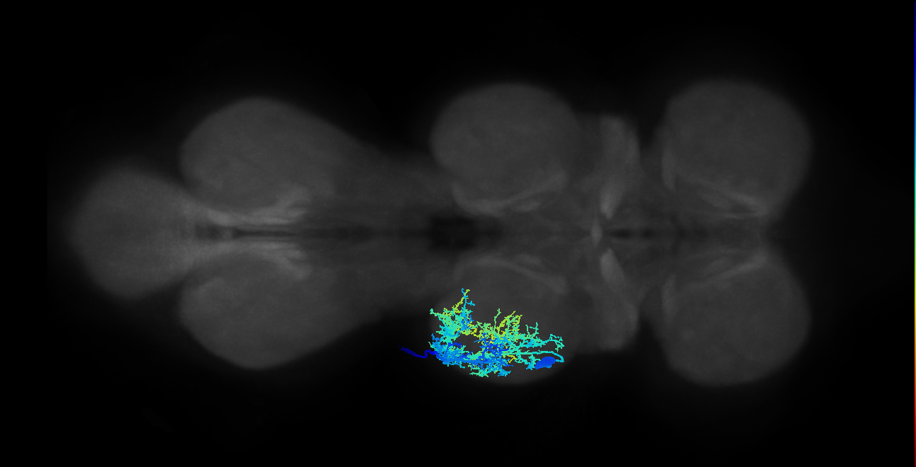 Tr flexor MN_L (MaleCNS:803829)