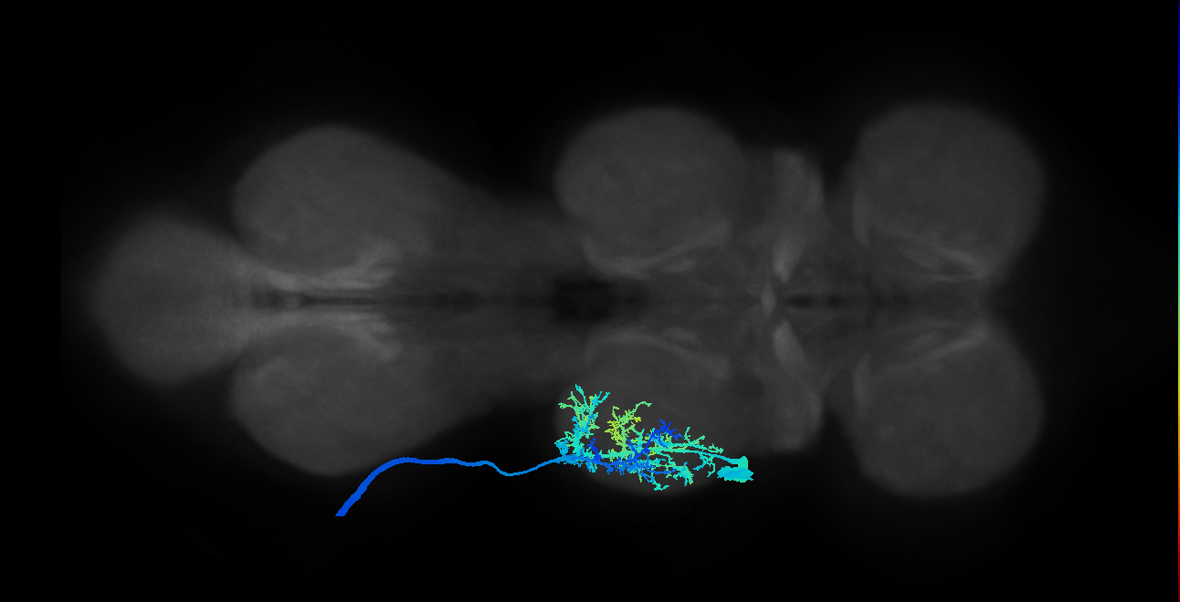 Tr flexor MN_L (MaleCNS:1050669248)