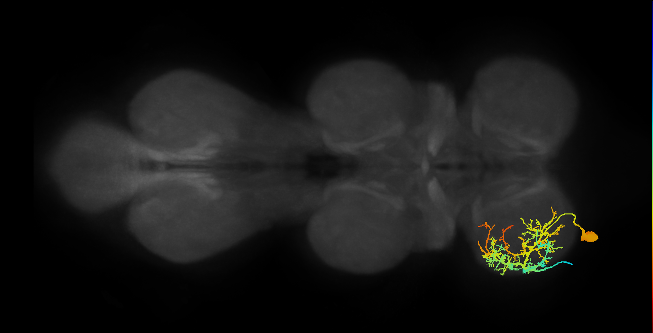 Tr flexor MN_L (MaleCNS:810639)