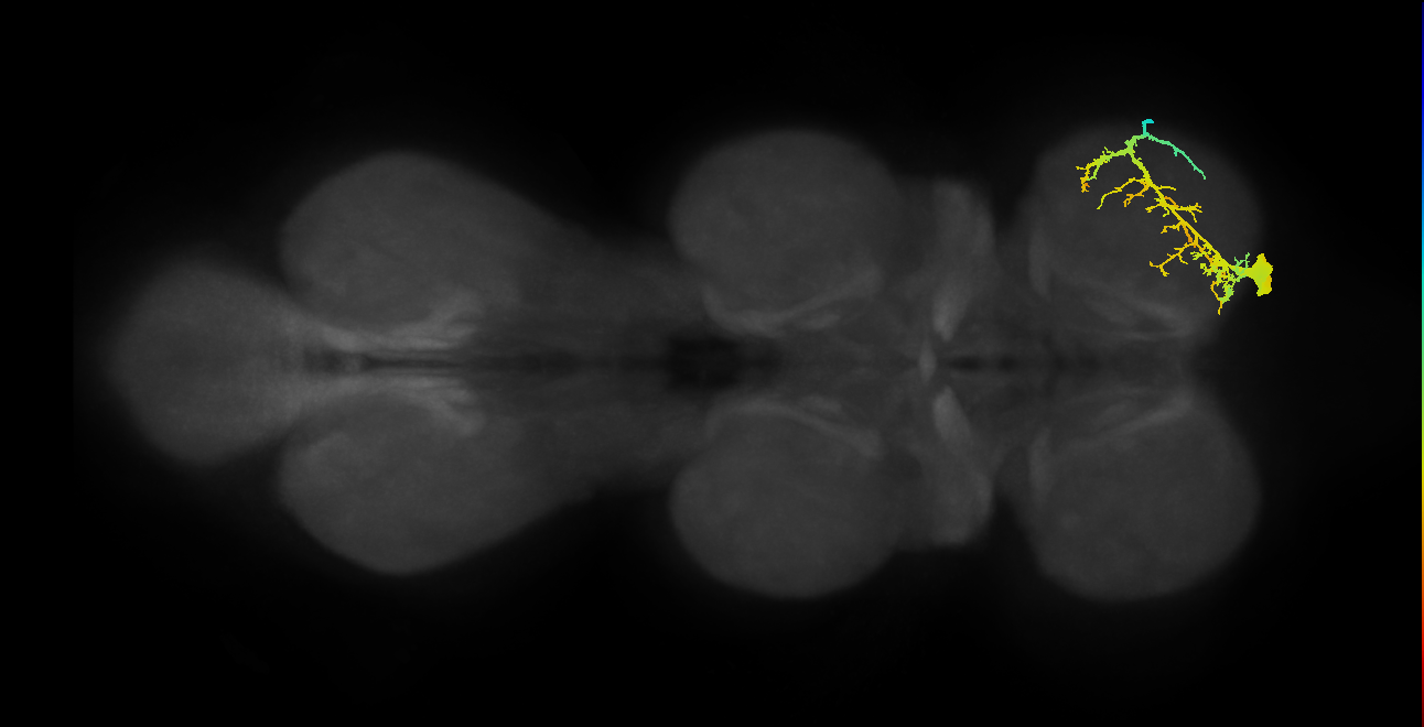 prothoracic accessory nerve intracoxal trochanter levator muscle motor neuron