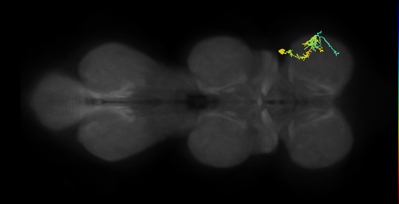 prothoracic accessory nerve intracoxal trochanter levator muscle motor neuron