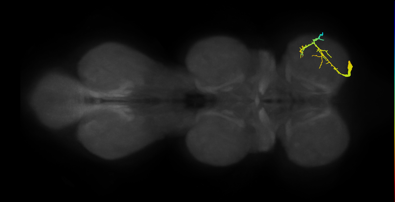 intracoxal trochanter levator muscle motor neuron