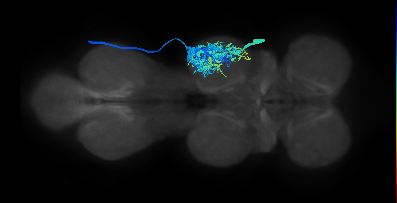 metathoracic intracoxal trochanter levator muscle motor neuron