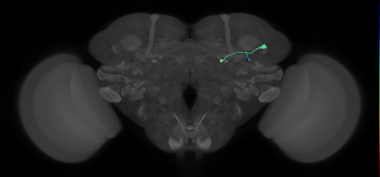 TuBu03_IBU_R (MaleCNS:61025)