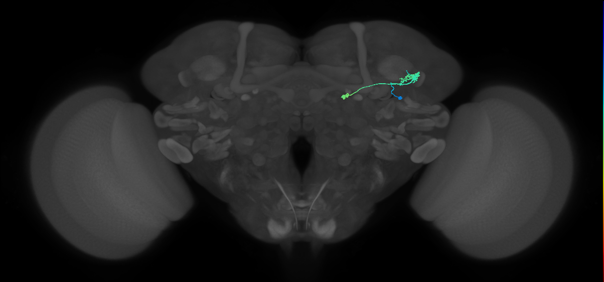 TuBu04_IBU_R (MaleCNS:63068)