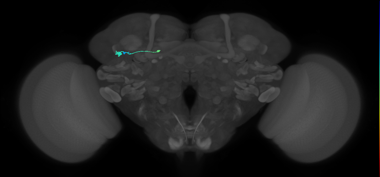 TuBu07_SBU_L (MaleCNS:142032)