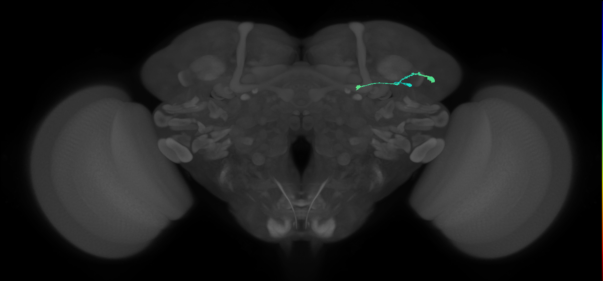 TuBu08_SBU_R (MaleCNS:64793)